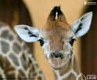 Голова молодой Жираф, большие глаза и уши